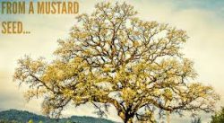 2018-09-30,  "Parable of The Mustard Seed"